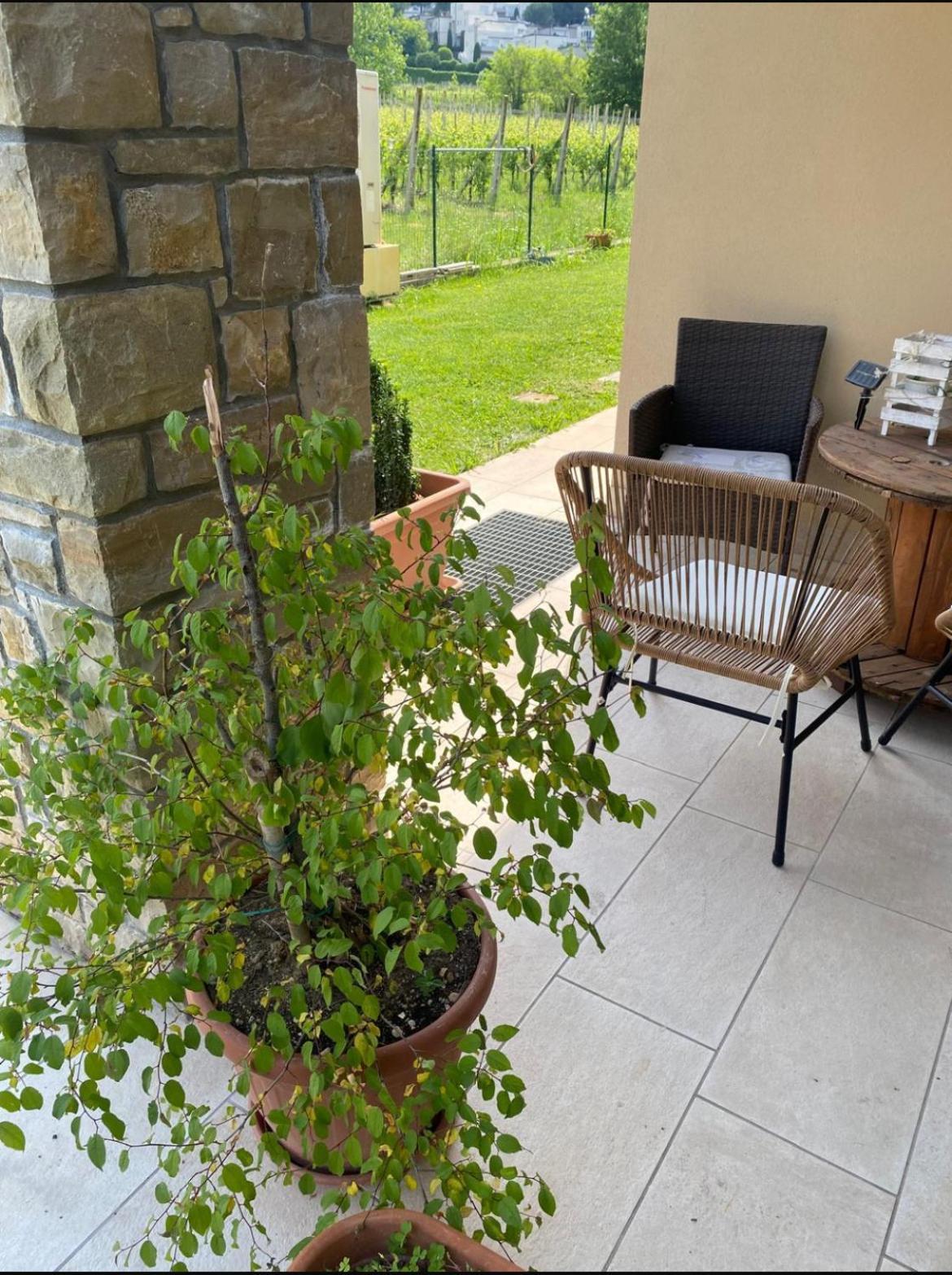 Orchidea Del Garda Rooms & Apartments Peschiera del Garda Exterior foto